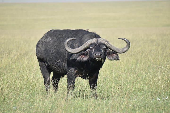 4-Day Masai Mara Jeep Safari: Big Five, River Crossings & Tented Camps photo 2