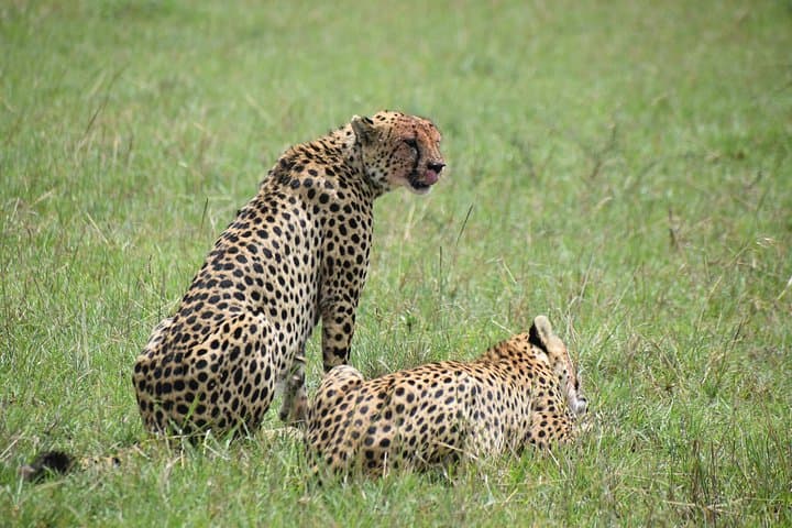 4-Day Masai Mara Jeep Safari: Big Five, River Crossings & Tented Camps photo 3