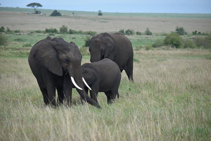 4-Day Masai Mara Jeep Safari: Big Five, River Crossings & Tented Camps photo 4