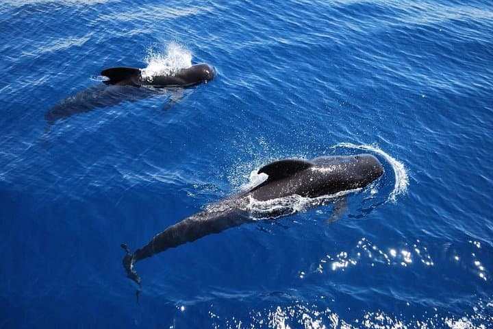 2-Hour Viking Cruise Tenerife: Whales & Dolphins Watching from Los Cristianos photo 1