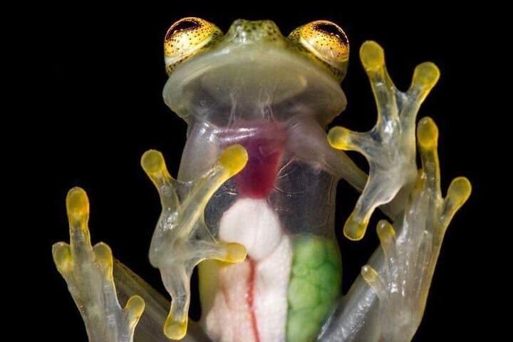 Arenal Night Walk: Guided Biological Reserve Nocturnal Wildlife Tour