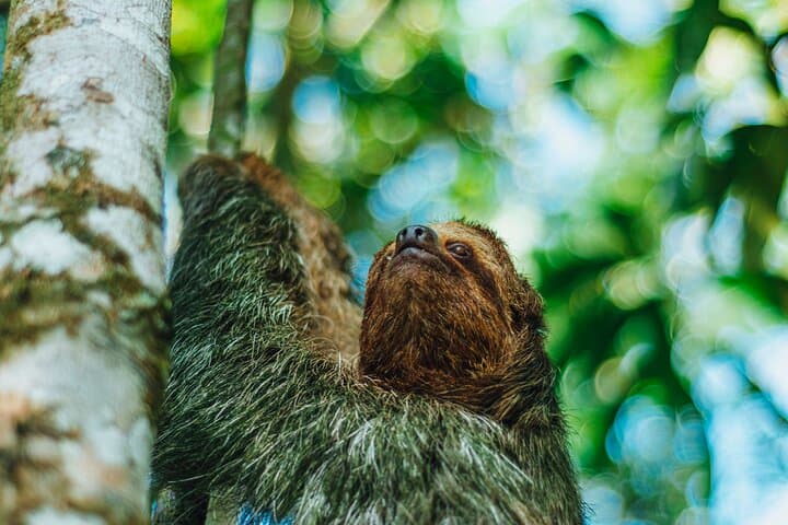 Sloth Watching in Arenal — Easy Guided 800m Nature Walk in La Fortuna