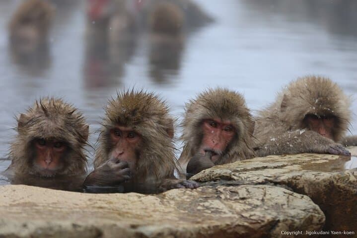 Bullet Train Snow Monkeys & Ryokan: 2-Day Private Tour from Tokyo to Jigokudani photo 2
