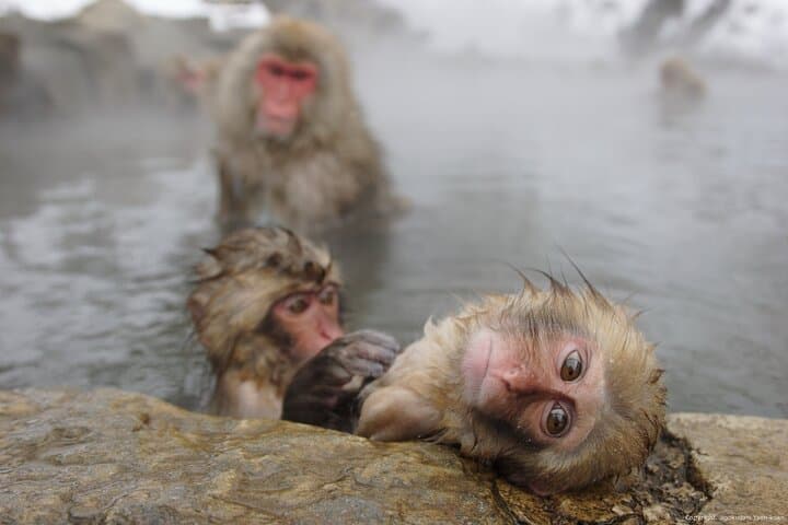 Bullet Train Snow Monkeys & Ryokan: 2-Day Private Tour from Tokyo to Jigokudani