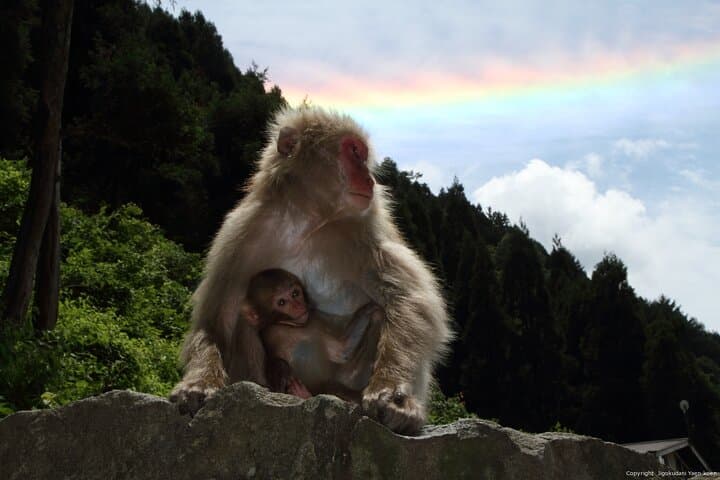 Bullet Train Snow Monkeys & Ryokan: 2-Day Private Tour from Tokyo to Jigokudani photo 4