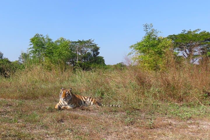 Visit Asia's Biggest Wildlife Rescue Center (WFFT) — Day Tour from Hua Hin
