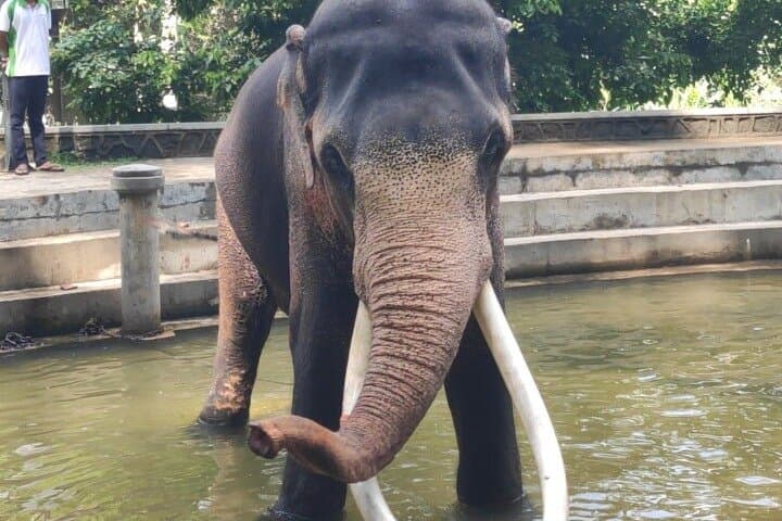 Private Luxury Driver and Guide in Sri Lanka — Sigiriya, Kandy & Dambulla Day Tours photo 5