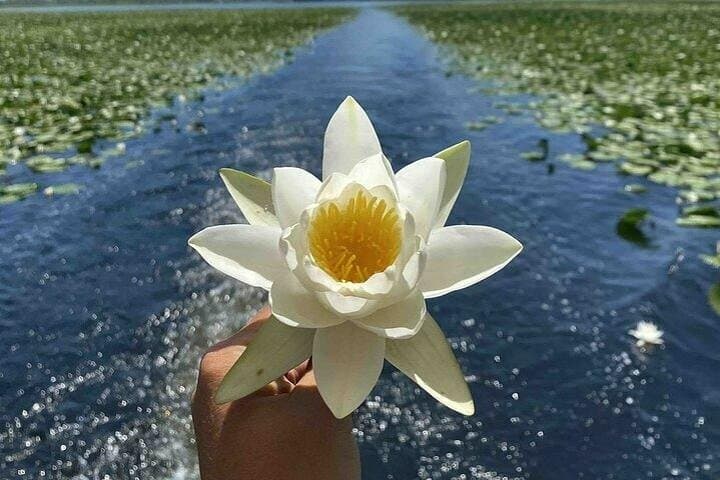 Skadar Lake Cruise from Virpazar: 2-Hour Guided Boat Tour & Birdwatching photo 1