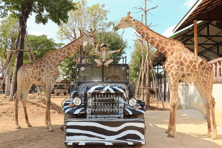 Ayutthaya Zoo & Temple Day Tour from Bangkok — Giraffe Encounters & Thai Costume Experience