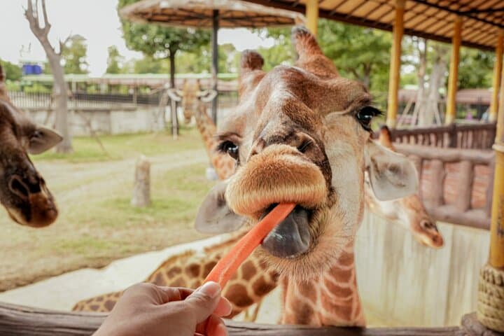 Ayutthaya Zoo & Temple Day Tour from Bangkok — Giraffe Encounters & Thai Costume Experience photo 4