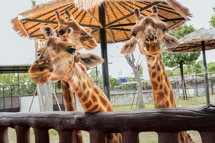 Ayutthaya Zoo & Temple Day Tour from Bangkok — Giraffe Encounters & Thai Costume Experience photo 6