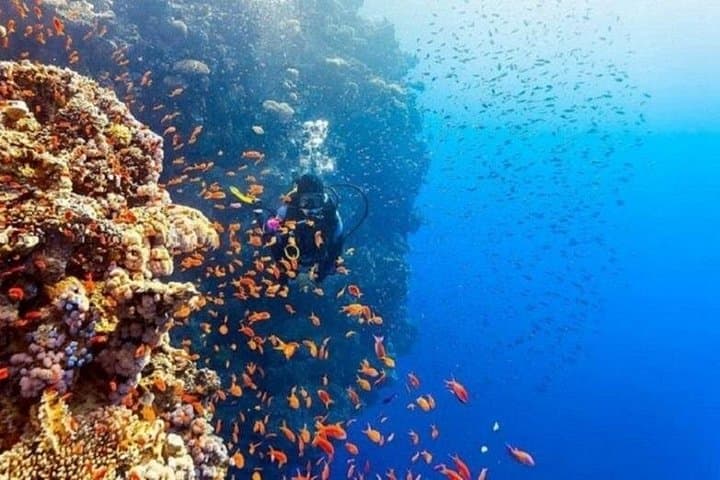 Full-Day Coral Garden Snorkel & Dive Safari in Marsa Alam (Red Sea) photo 4