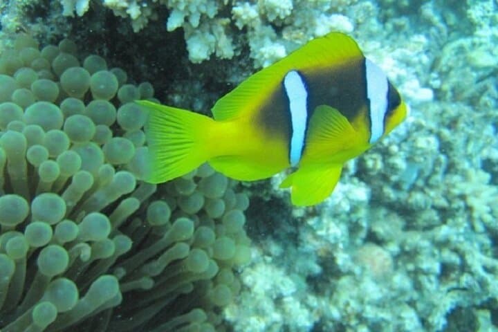 Hurghada Semi-Submarine and Snorkeling Trip: Red Sea Reef Cruise photo 4
