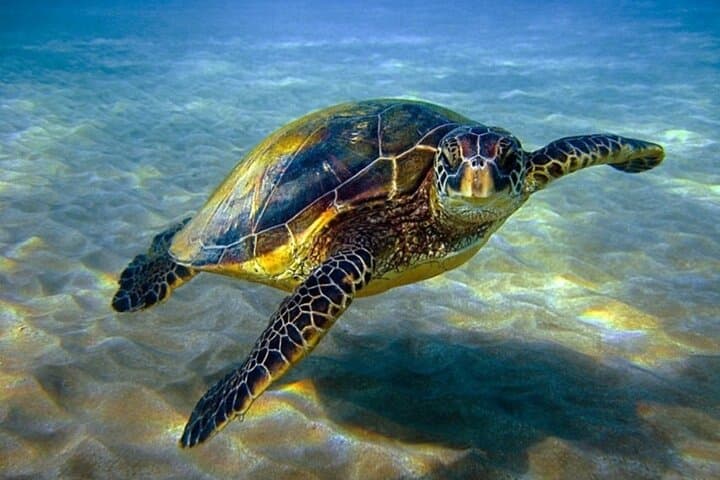 Hurghada Semi-Submarine and Snorkeling Trip: Red Sea Reef Cruise photo 3