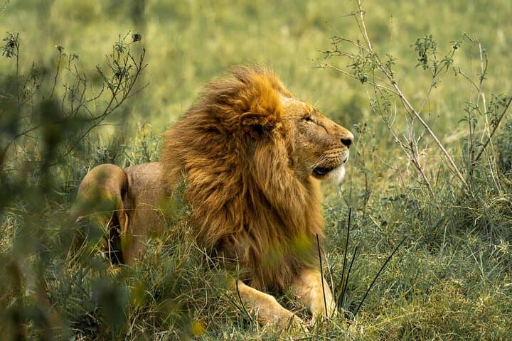 3-Day Budget Safari: Serengeti & Ngorongoro Shared Midrange Experience photo 4