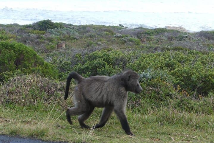 Cape Point & Boulders Beach Penguin Private Day Tour from Cape Town