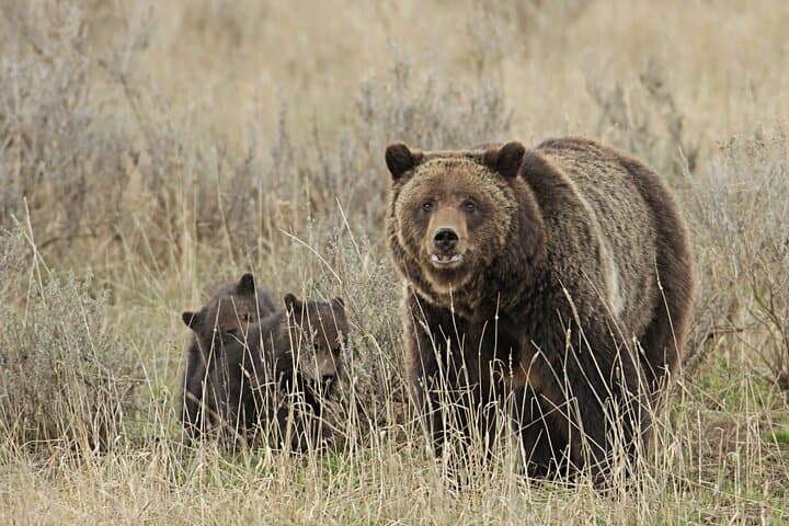 Private Yellowstone Wildlife Safari — Lamar Valley & Slough Creek Small-Group Tour
