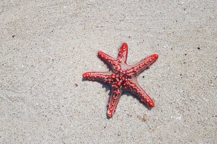Zanzibar Full-Day Dolphin & Snorkel Adventure to Nungwi and Kendwa Beaches photo 3