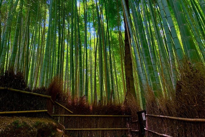 Early-Morning Kyoto: Fushimi-Inari, Arashiyama Bamboo Grove & Tenryu-ji Guided Walk photo 2