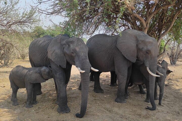 Private 3-Hour Game Drive in Zambezi National Park — Safari Near Victoria Falls photo 4