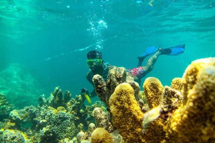 Mnemba Dolphin and Snorkel Tour from Nungwi — Mnemba Reef Marine Adventure