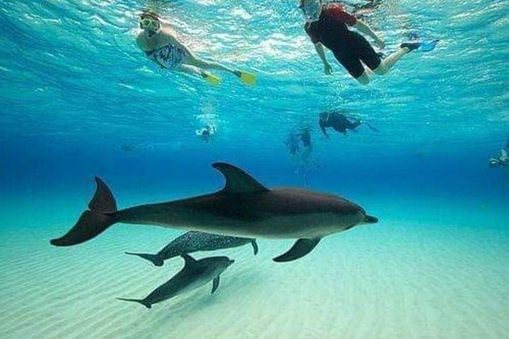 Mnemba Dolphin and Snorkel Tour from Nungwi — Mnemba Reef Marine Adventure photo 3