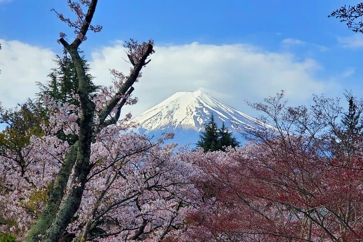 3-Day Private Tour from Tokyo: Tokyo, Mt. Fuji & Hakone Highlights photo 4