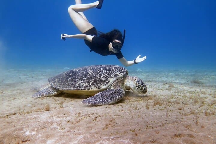 Private Abu Dabbab Snorkeling with Turtles & Dugong — Marsa Alam Day Trip photo 4