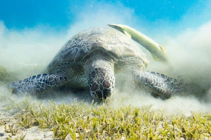 Private Abu Dabbab Snorkeling with Turtles & Dugong — Marsa Alam Day Trip photo 6