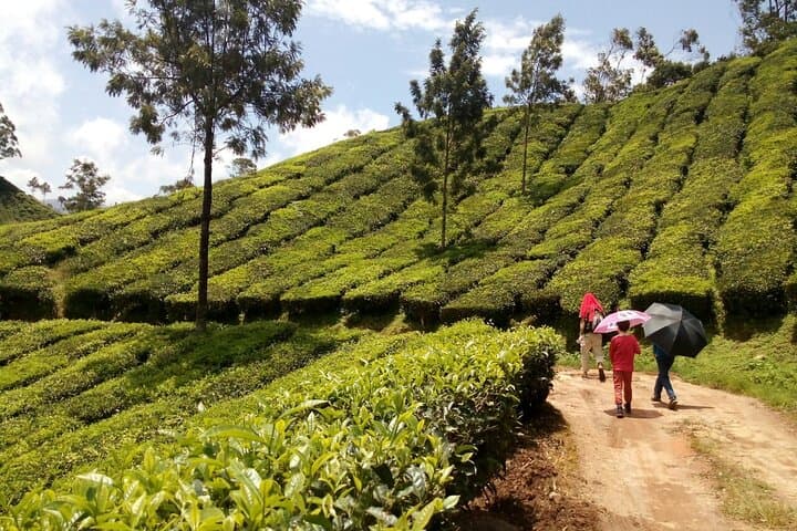 Munnar Tea Plantation Sunset Walk to Chokramudi & Pothamedu Viewpoints photo 4