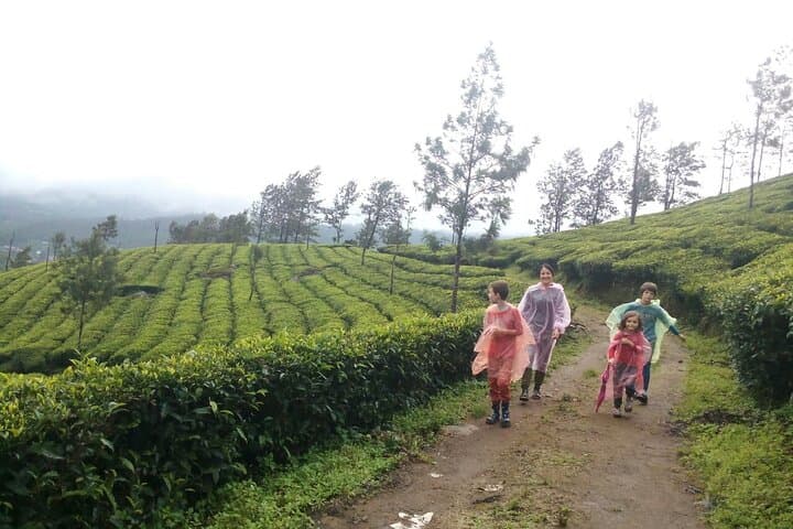 Munnar Tea Plantation Sunset Walk to Chokramudi & Pothamedu Viewpoints photo 2