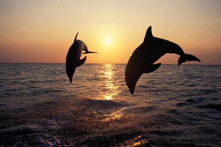 Sunset Dolphin Cruise to Kamenjak and Porer Lighthouse — Medulin Dinner & Drinks Included photo 1