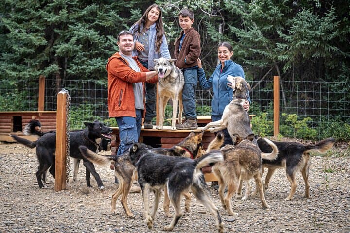 Fall Sled Dog Experience Near Fairbanks: 1-Hour Training Run with Alaskan Huskies photo 2