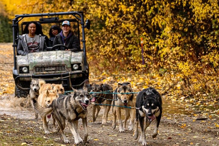 Fall Sled Dog Experience Near Fairbanks: 1-Hour Training Run with Alaskan Huskies