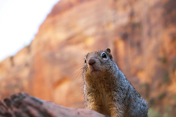 Explore Zion and Bryce Canyon: A Private Full-Day Tour from Las Vegas photo 5
