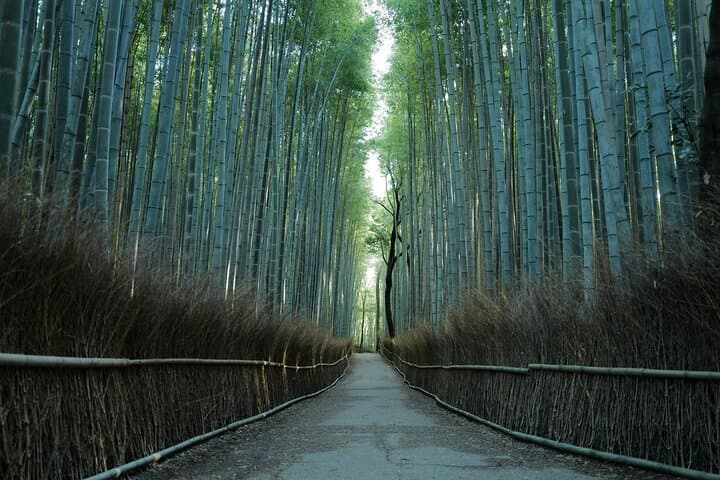 Kyoto Early Bird Shinkansen Day Trip from Tokyo — Fushimi Inari, Kinkaku-ji & Arashiyama photo 3