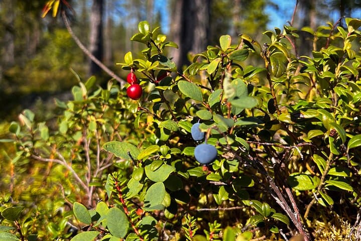 Lapland Berry Picking Adventure with BBQ: Forage Wild Berries & Sami Stories photo 6
