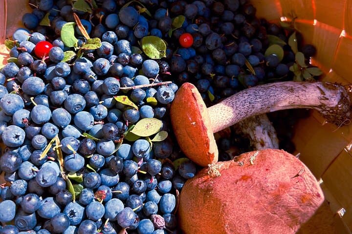 Lapland Berry Picking Adventure with BBQ: Forage Wild Berries & Sami Stories photo 3