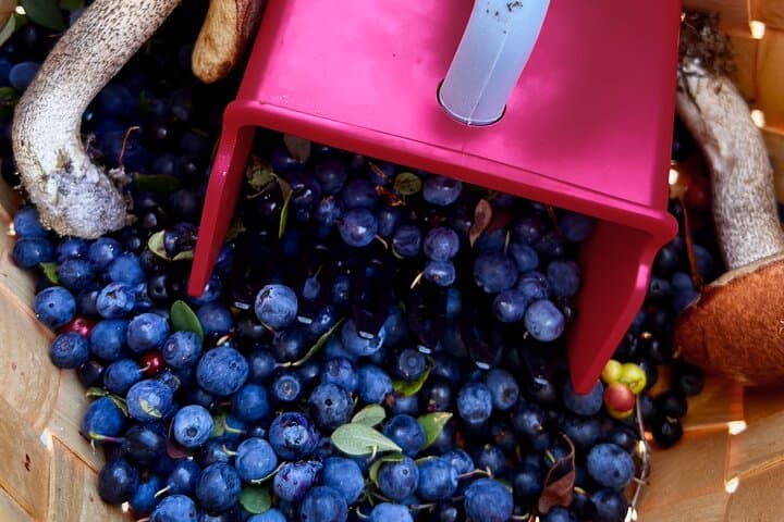 Lapland Berry Picking Adventure with BBQ: Forage Wild Berries & Sami Stories photo 4
