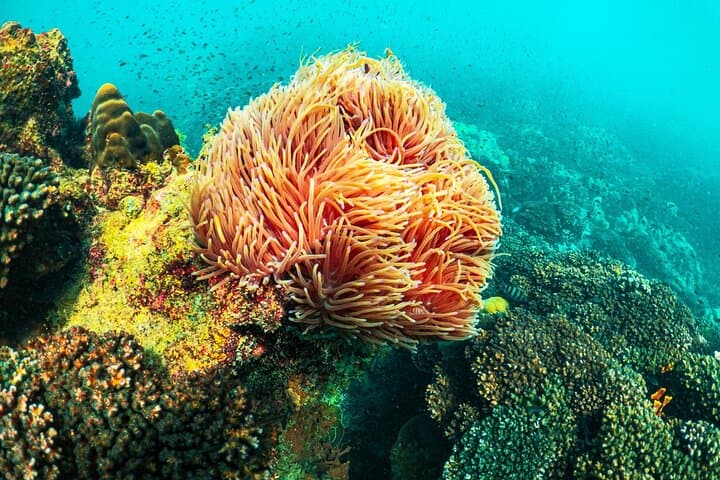 Phu Quoc 3-Island Snorkel: Full-Day Boat Trip to Gam Ghi, Hon Xuong & Mây Rút photo 3