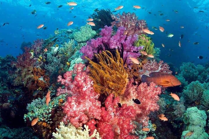 Phu Quoc 3-Island Snorkel: Full-Day Boat Trip to Gam Ghi, Hon Xuong & Mây Rút photo 5