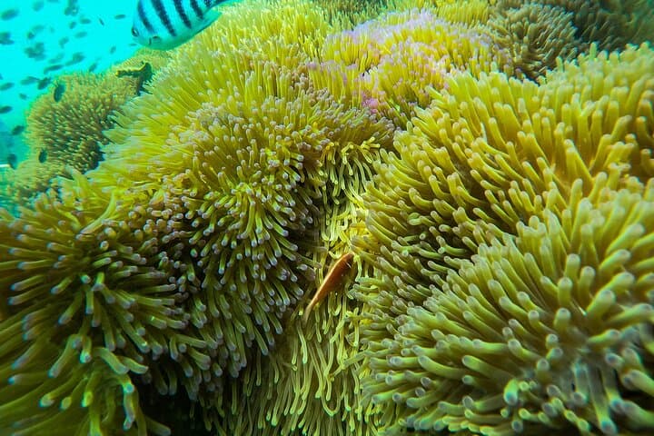 Phu Quoc 3-Island Snorkel & Hon Thom Cable Car Day Trip photo 6
