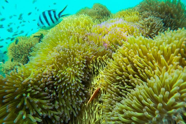 Phu Quoc Three Islands Day Trip with Hon Thom Cable Car: Snorkel, Beaches & Water Park photo 6