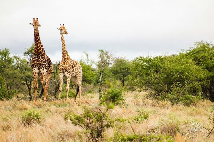 8-Day Private Kenya Safari: Masai Mara, Amboseli & Tsavo Expedition photo 2