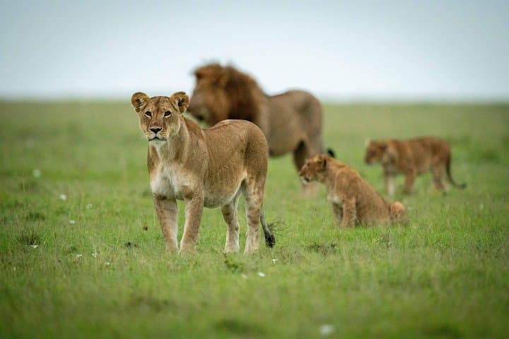 8-Day Private Kenya Safari: Masai Mara, Amboseli & Tsavo Expedition photo 3