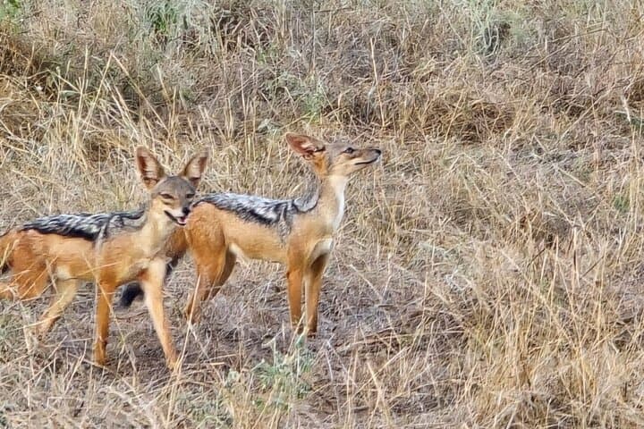 Tsavo East 2-Day Safari: Dust-Red Elephants & Galana River Game Drives photo 3