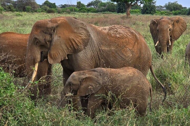 Tsavo East 2-Day Safari: Dust-Red Elephants & Galana River Game Drives photo 4