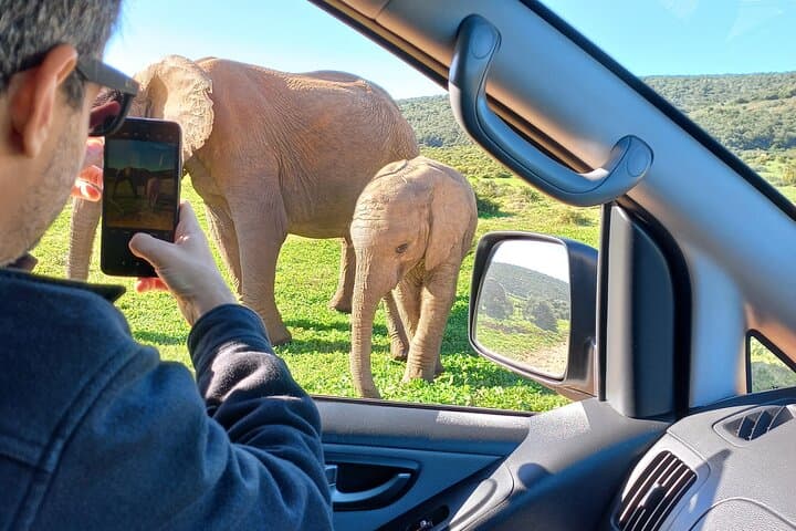 Addo Elephant National Park Full-Day Big Five Safari from Gqeberha photo 5