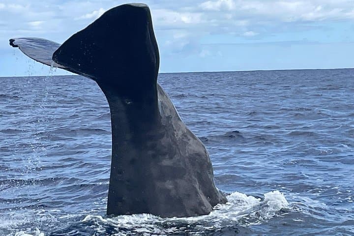 Private Whale Watching and Ocean Safari in Mauritius: Le Morne to Albion photo 1