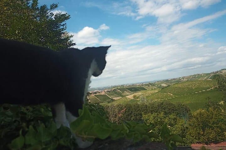 Langhe Wine Mystery Game in Neive — Private Cellar Adventure & Historic Village Walk photo 3